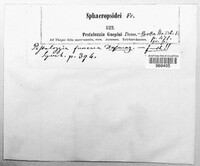 Pestalotiopsis guepinii image